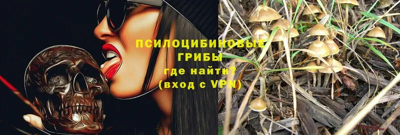 Псилоцибиновые грибы Psilocybine cubensis  Дербент 